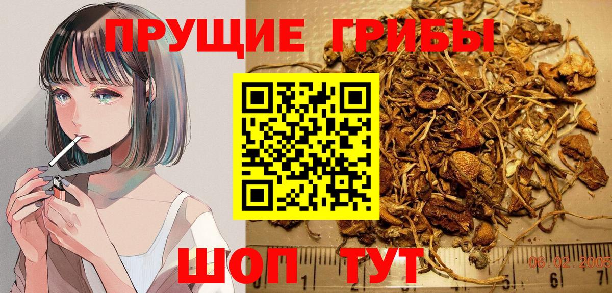 Галлюциногенные грибы Psilocybe Дятьково